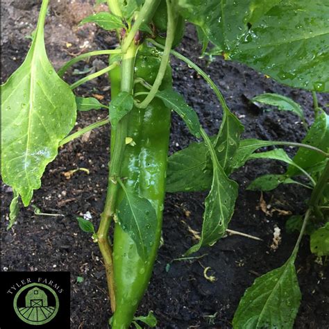 hatch new mexico green chile seeds|hatch chile plants for sale.